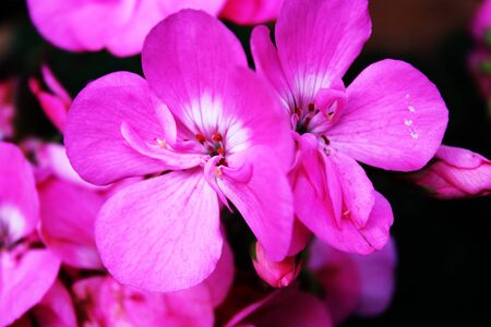 flowers geranium pink balcony