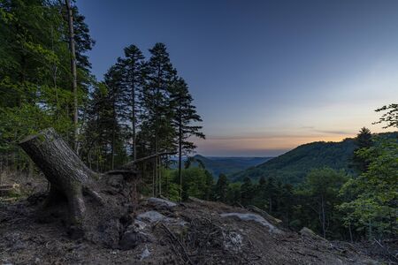 forest sunset landscape nature