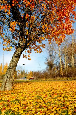 Autumn and the orange leavesの写真素材