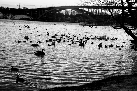 Ducks enjoying the water, black & whiteの写真素材