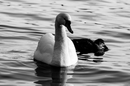 Ducks enjoying the water, black & whiteの写真素材