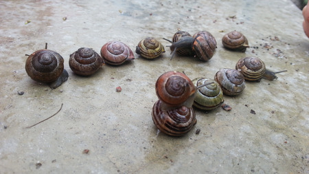 Snailsの写真素材