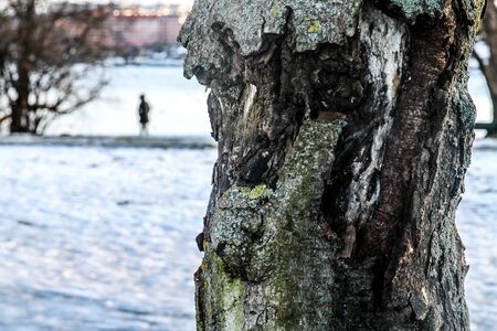 Winter and the snow in parkの写真素材