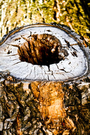 Tree and the wood as a backgroundの写真素材