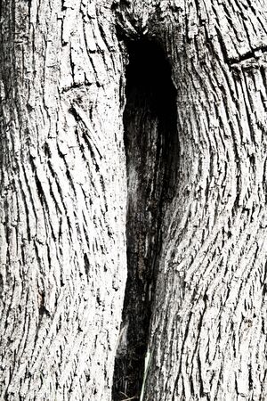 Wood of a tree as a backgroundの写真素材