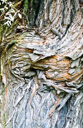 Wood of a tree as a background