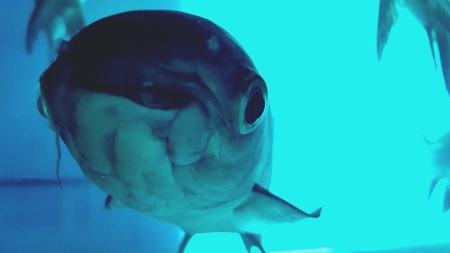 Macro fish underwater photoの素材