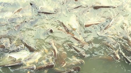 Busy fish in river photo