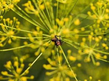 Bug climbing on a huge plantの写真素材