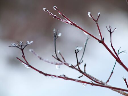 Tiny red branch covered with ice in winter time.