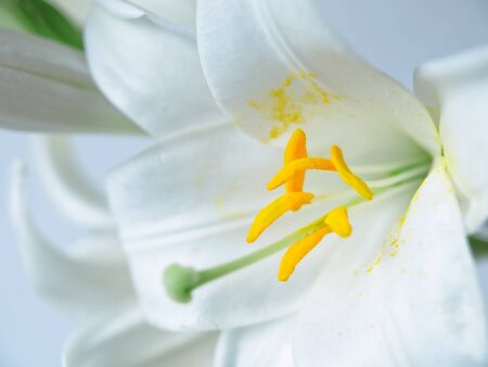 White lily closeupの写真素材