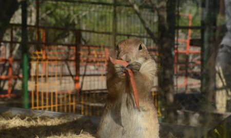 Groundhog eating carrotの写真素材