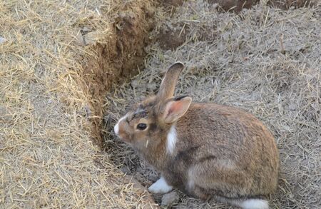 A Rabbit in a Trenchの写真素材
