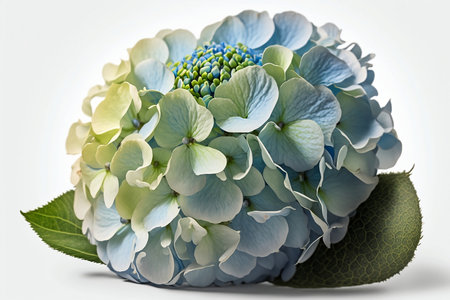 Bouquet of blue hydrangea on a white backgroundの素材