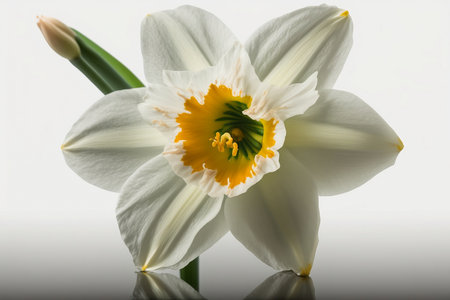 Narcissus flower isolated on white background. Studio shot.の素材