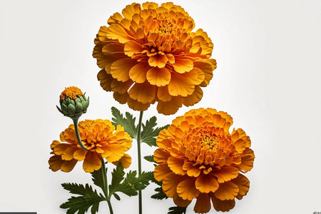 Orange marigold flowers isolated on white background. Top view.の素材