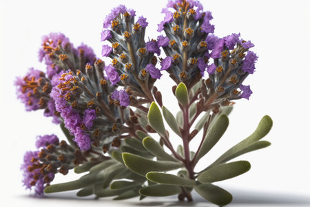 Lavender flowers on a white background. Shallow DOF.の素材
