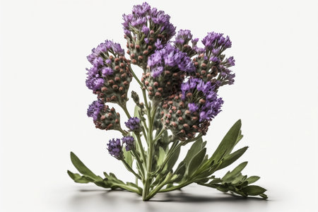 Lavender flowers on a white background. Purple wildflowers.の素材