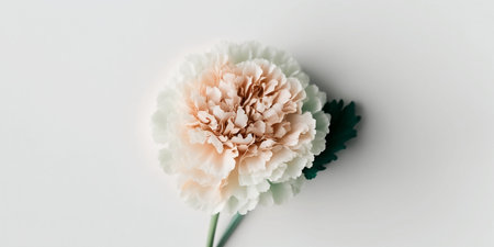 top view of white carnation flower on white background with copy spaceの素材