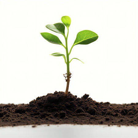 Green seedling illustrating concept of new life with white backgrounの素材