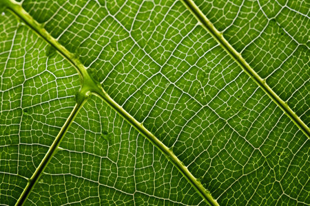 Green leaf texture macro close up. Natural background for graphic design.の素材
