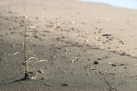 Seeding on the sandの写真素材