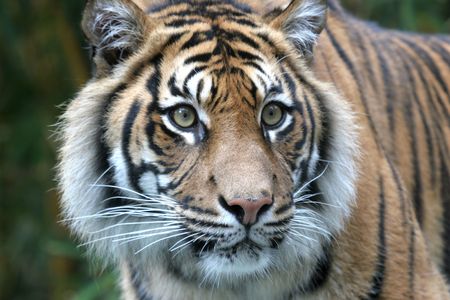 Tiger Stareの写真素材