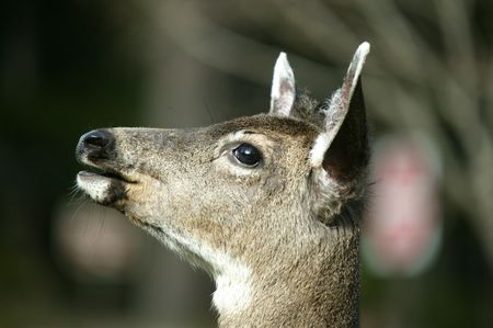 Deer Profileの写真素材