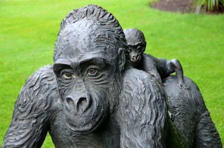 Gorilla の写真素材