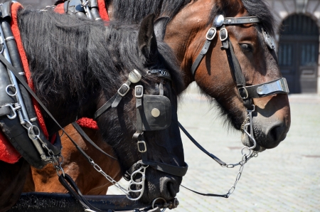 Horses in the cityの写真素材