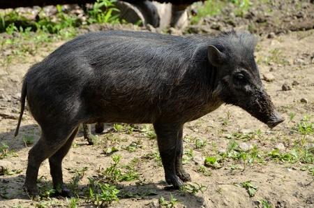 warty pigの写真素材