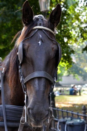 Horseの写真素材