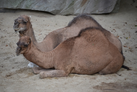 Two camels at the zoo in Antwerp の写真素材