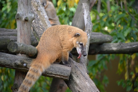 A coati at the zoo of Antwerp の写真素材