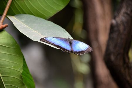 A butterfly in a garden at the zoo in Antwerp