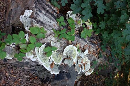 Autumn in a parkの写真素材