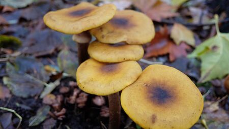 Fungus in a parkの写真素材