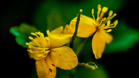 yellow flowersの写真素材