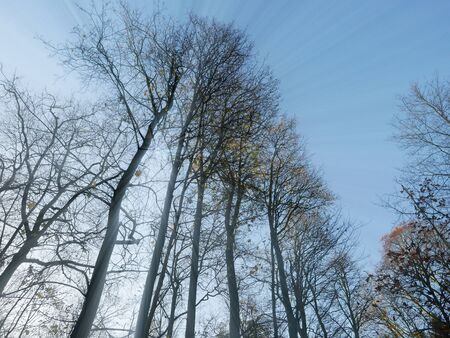 Bare trees and blue sky in Antwerp, Belgium.の写真素材