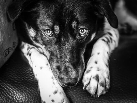 Portrait of a dog.