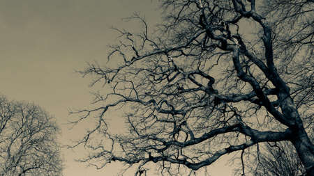 Bare tree in winter.の写真素材