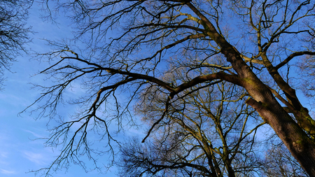 Bare trees in a park in Antwerp, Belgium, in winter.の写真素材