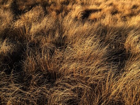 Long grass in winter.の写真素材