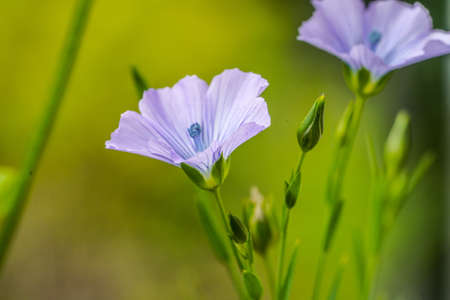 Wild Lila flowers.の写真素材