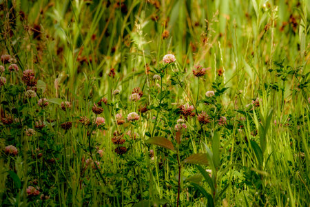 In a field during summer.の写真素材
