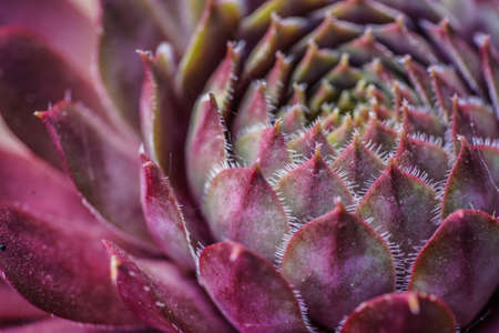 Close up of a succulentの写真素材