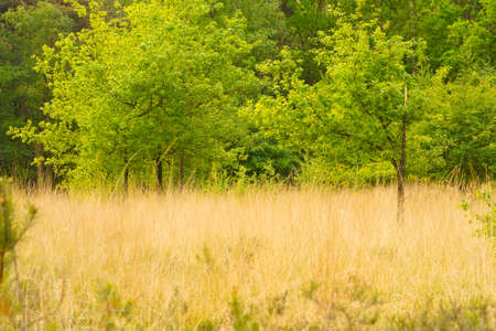 Landscape in the heatherの写真素材