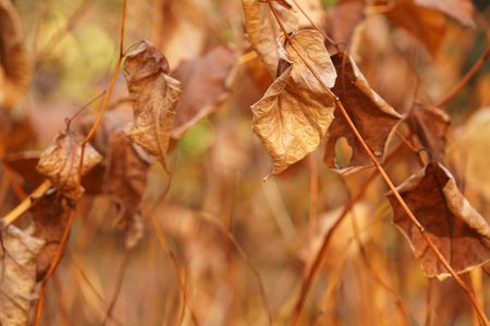 Dry leaves in autumn forest, closeup. Space for textの写真素材