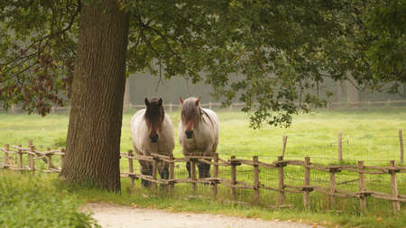 Horses in a field looking at the camera.の写真素材