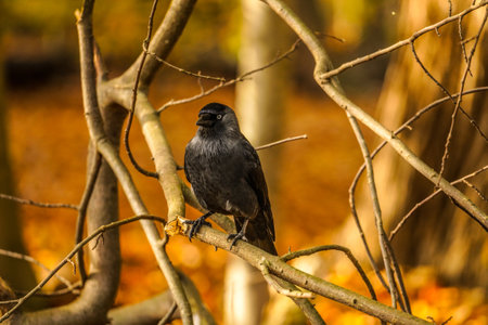 Jackdaw (Corvus monedula) sitting on a branch in autumnの写真素材